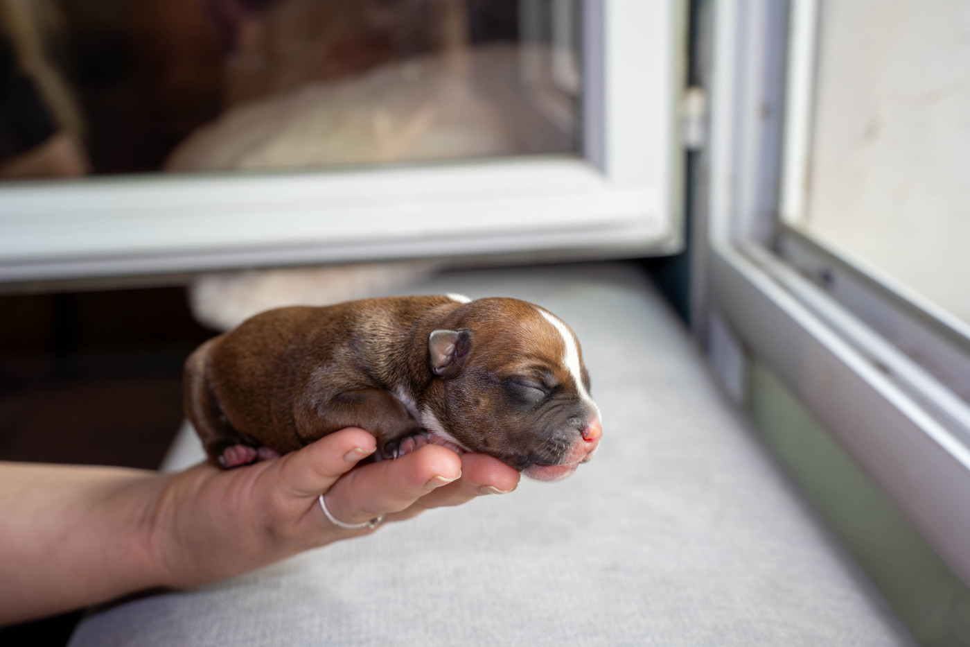 Des Terres D'Olympe - Chiots disponibles - Staffordshire Bull Terrier