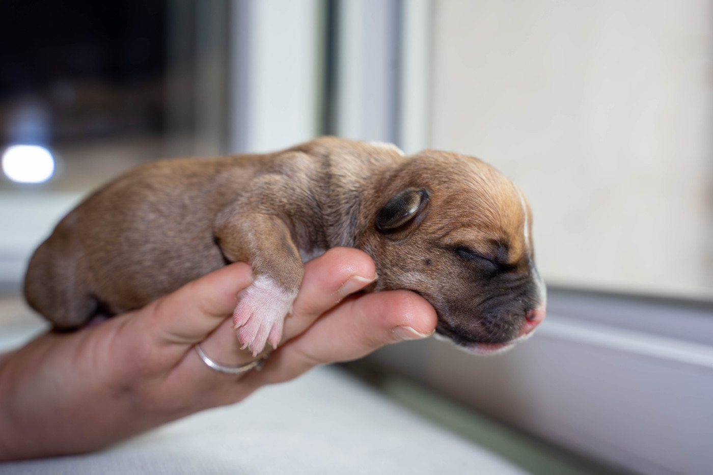 Des Terres D'Olympe - Chiots disponibles - Staffordshire Bull Terrier