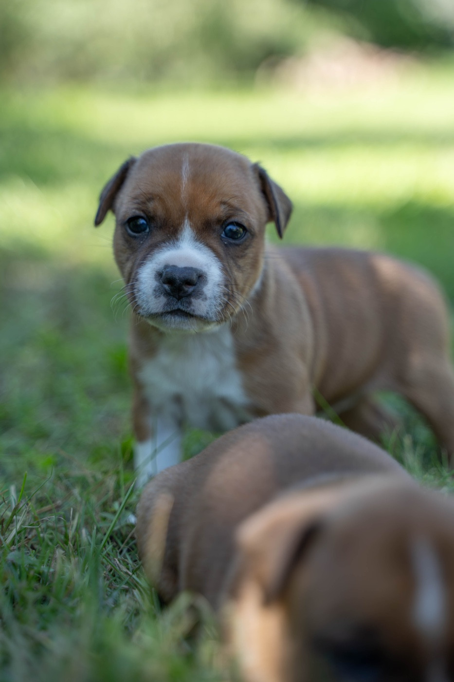 Des Terres D'Olympe - Chiots disponibles - Staffordshire Bull Terrier
