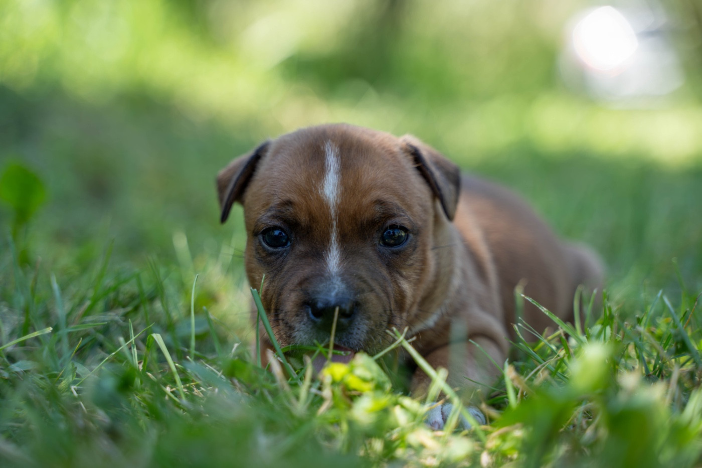 Des Terres D'Olympe - Chiots disponibles - Staffordshire Bull Terrier