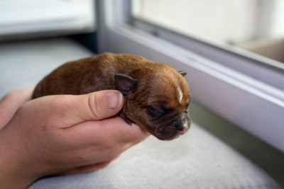 Chiot N°1