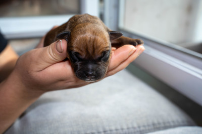 Chiot N°3