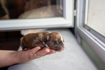 Chiot N°4