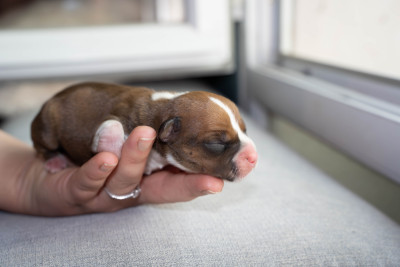 Chiot N°5